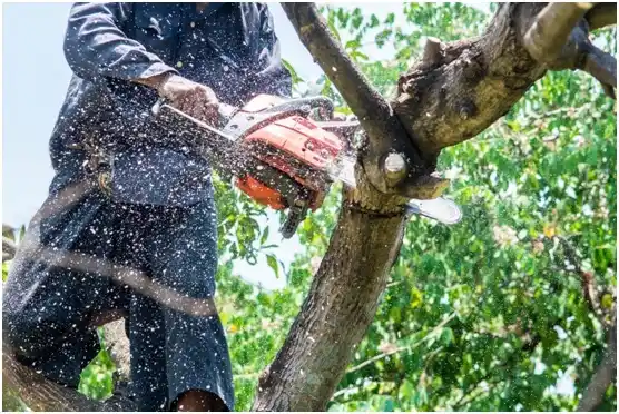 tree services Kiel